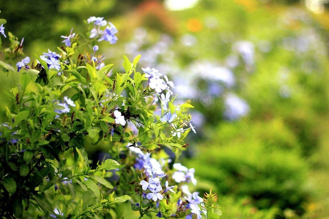 Jardin Harmonie 6