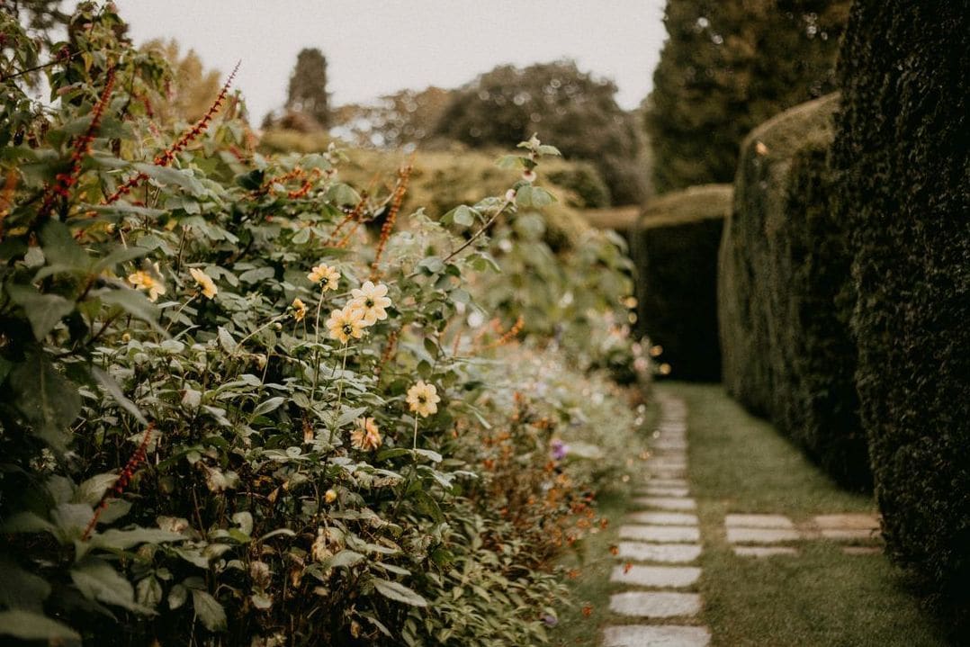 Taille des haies, arbustes et rosiers